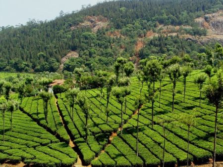 Coonoor