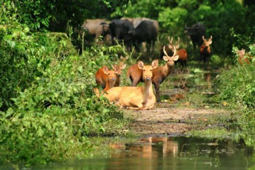 Jim Corbett National Park