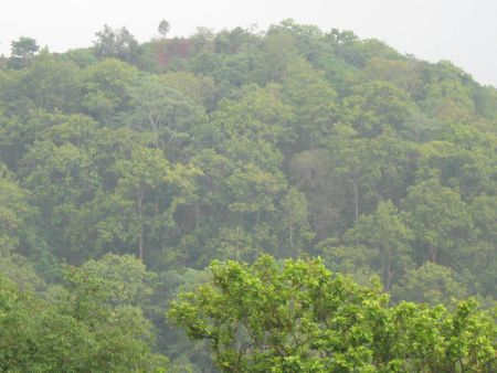 Kiriburu Saranda forest