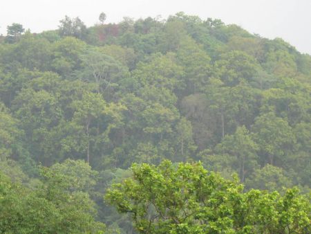 Kiriburu Saranda forest