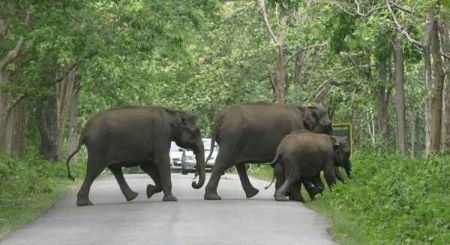 Sulthan Bathery Wayanad Wildlife Sanctuary