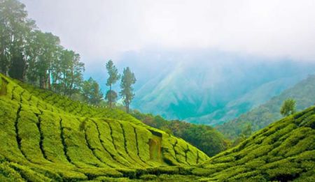 Tea Garden in Palampur