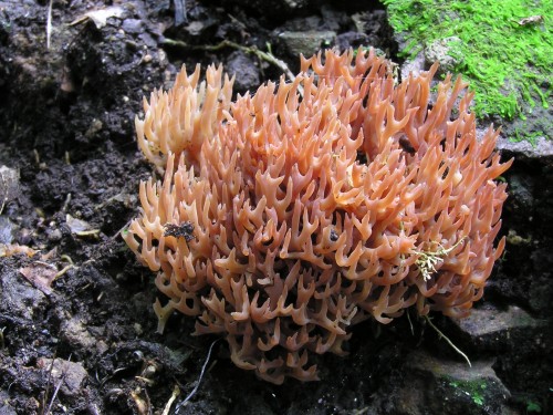 caterpillar fungus