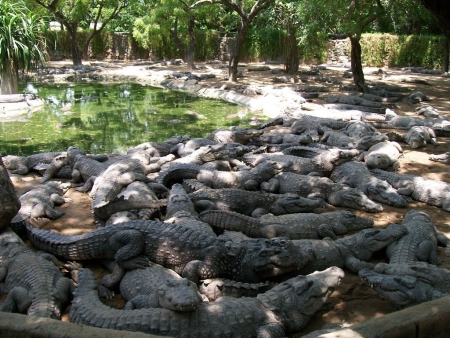 Crocodile park