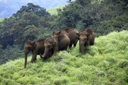 Fauna in Aralam Wildlife Sanctuary