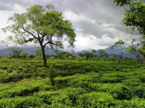 Beautiful Kanchendzonga National Park