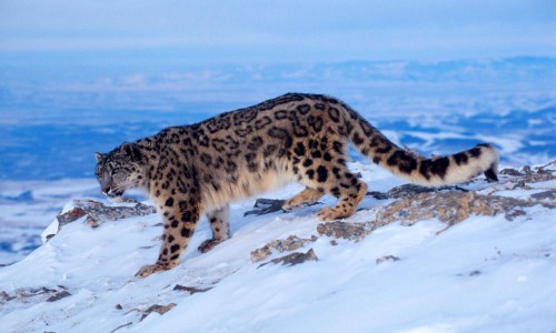 Mountain Leopard