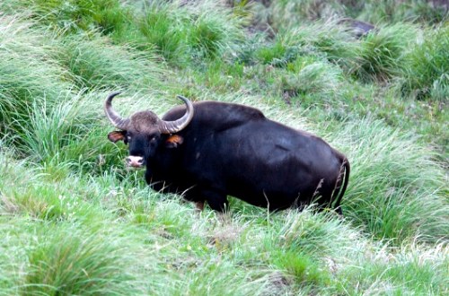 The Radhanagari Wildlife Sanctuary in Kolhapur