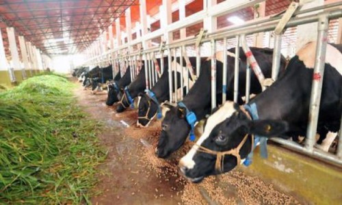 Mattupetty Dairy Farm