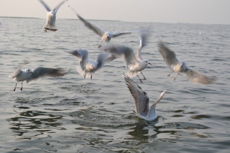 Nal Sarovar Bird Sanctuary