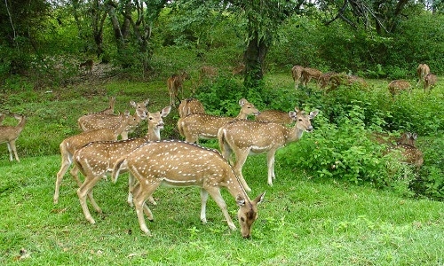 Talakaveri Wildlife Sanctuary