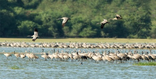 Thol Bird Sanctuary