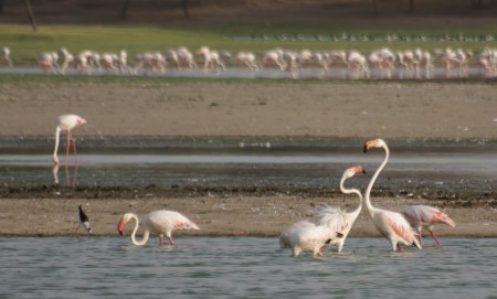 Thol Bird Sanctuary