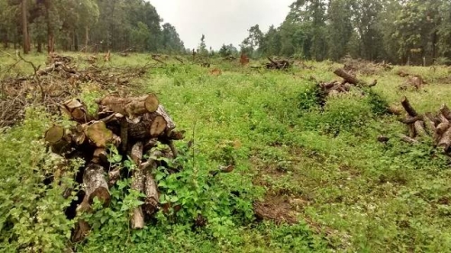 Abujmarh Forest