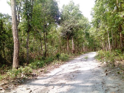 Baikunthapur Forests