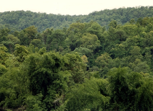 Bhavnagar, Amreli Forest 