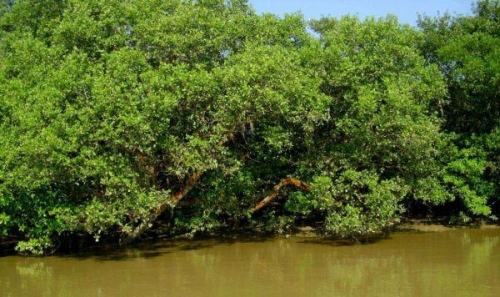 Bhitarkanika Mangroves