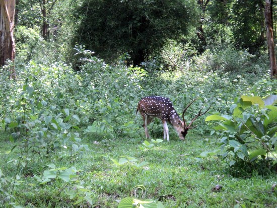 Dear in Parambikulam Wildlife Sanctuary