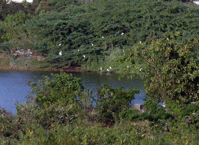Nanmangalam Reserve Forest