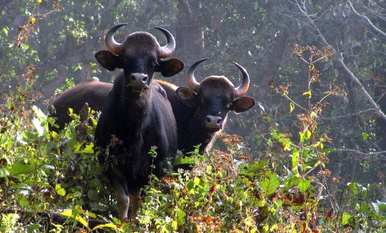 Wild Buffalo in Parambikulam Sanctuary