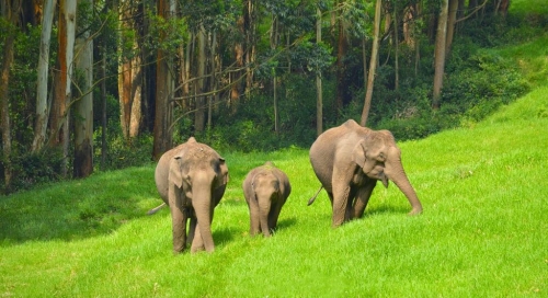 Eravikulam National Park