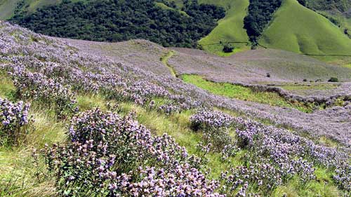 Neelakurinji Plant