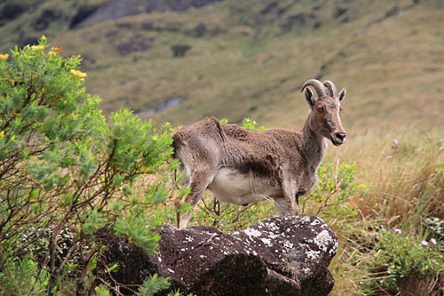 Nilgiri Tahr