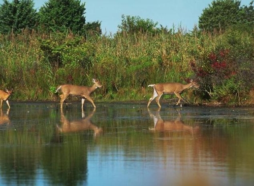 Nokrek National Park 