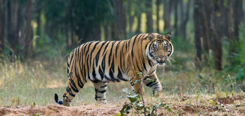 Pakhui Tiger Reserve