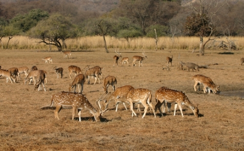 Sariska National Park