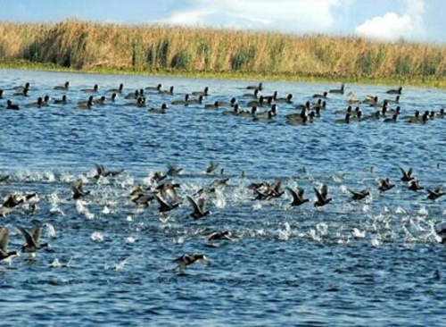 South Button Island National-park