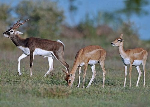 Gajner Wildlife Sanctuary