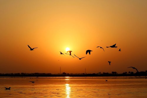 Nalsarovar Bird Sanctuary