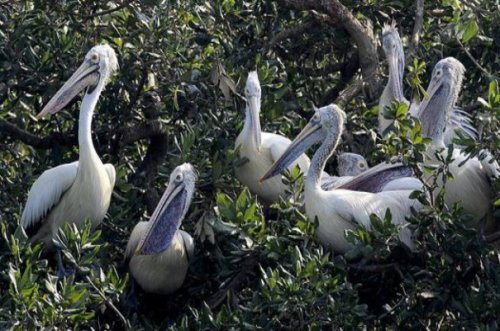 Vedanthangal Bird Sanctuary