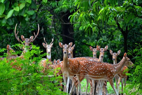 Ramnabagan Wildlife Sanctuary