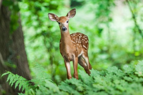 Deer in Ramnabagan Wildlife Sanctuary