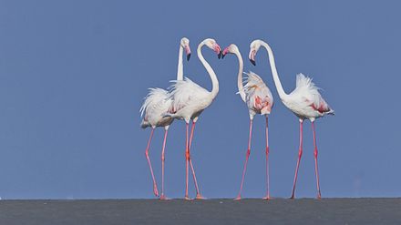 Flamingos at Nalsarovar Bird Sanctuary, Gujarat