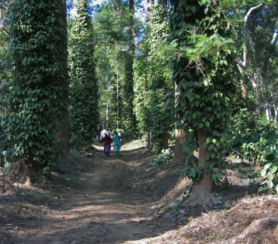 Jungle road in coorg