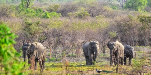 Wildlife Sanctuaries in Haryana