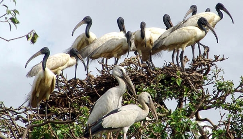 Wildlife Sanctuary in Odisha