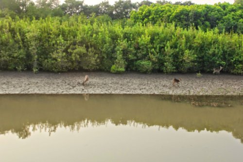 Bhitarkanika Mangroves