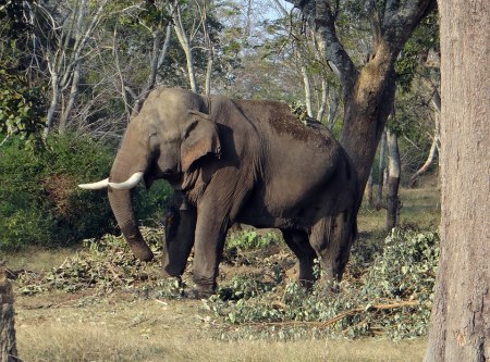 Elephant in Wildlife Sanctuaries of Bihar