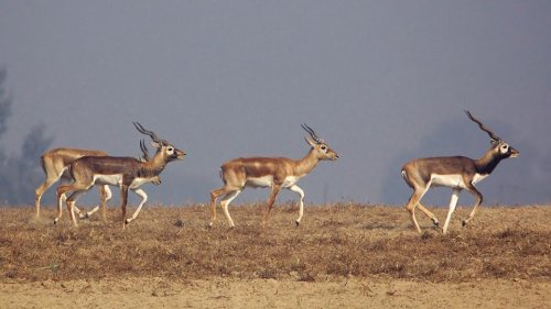 Abohar Wildlife Sanctuary