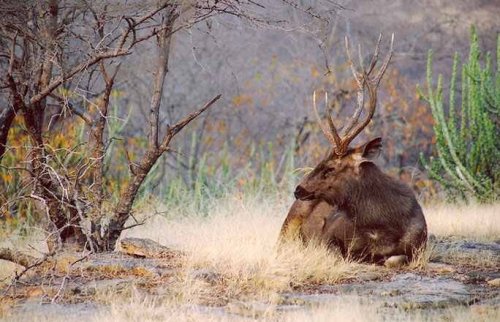 Cauvery Wildlife Sanctuary