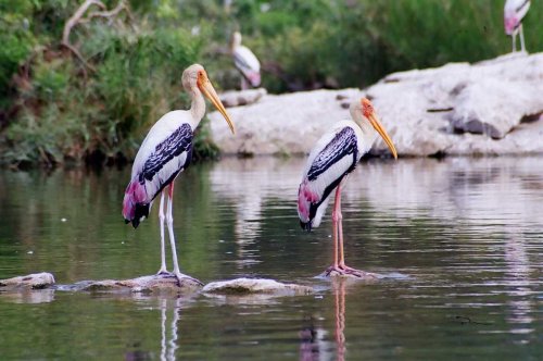 Chitrangudi Bird Sanctuary