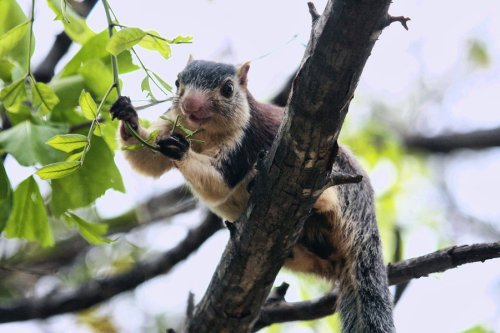 Grizzled Squirrel Wildlife Sanctuary