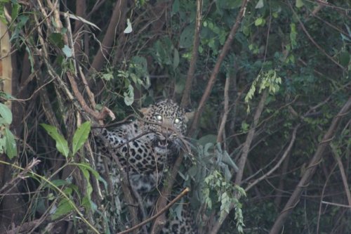 Kathlaur Kushlian Wildlife Sanctuary