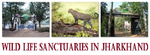 Wild Life Sanctuaries in Jharkhand