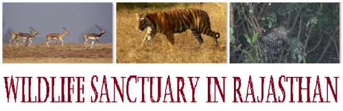 Wildlife Sanctuary in Rajasthan