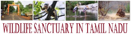 Wildlife Sanctuary in Tamil Nadu